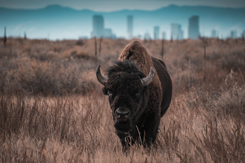 City Slicker - bison in foreground and city in background