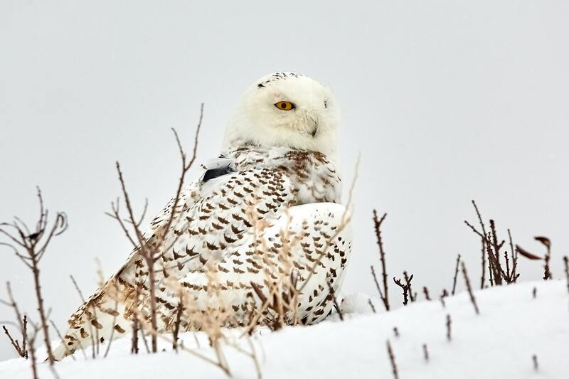 Snow owl in winter