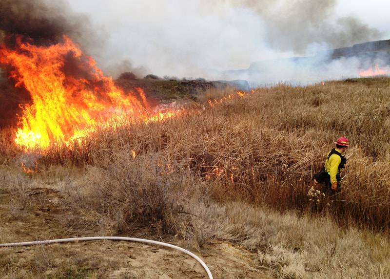 Prescribed Fire to Improve Marsh Habitat