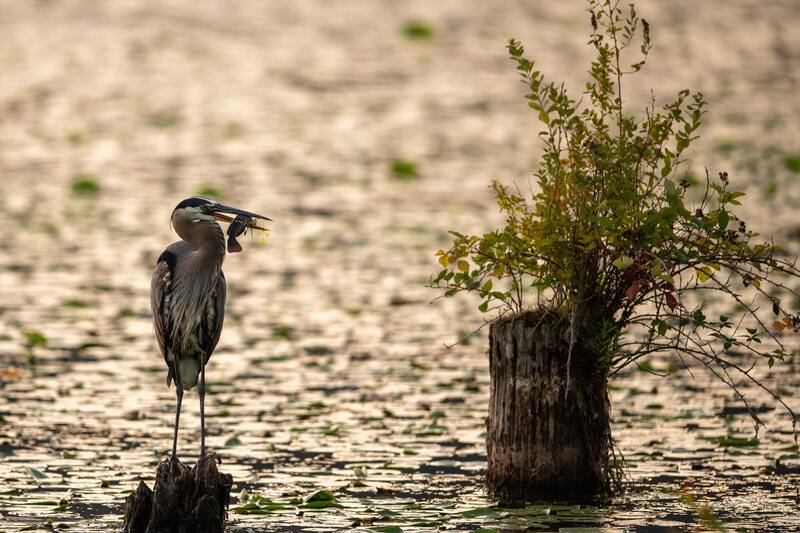 Heron standing in the water with fish in mouth